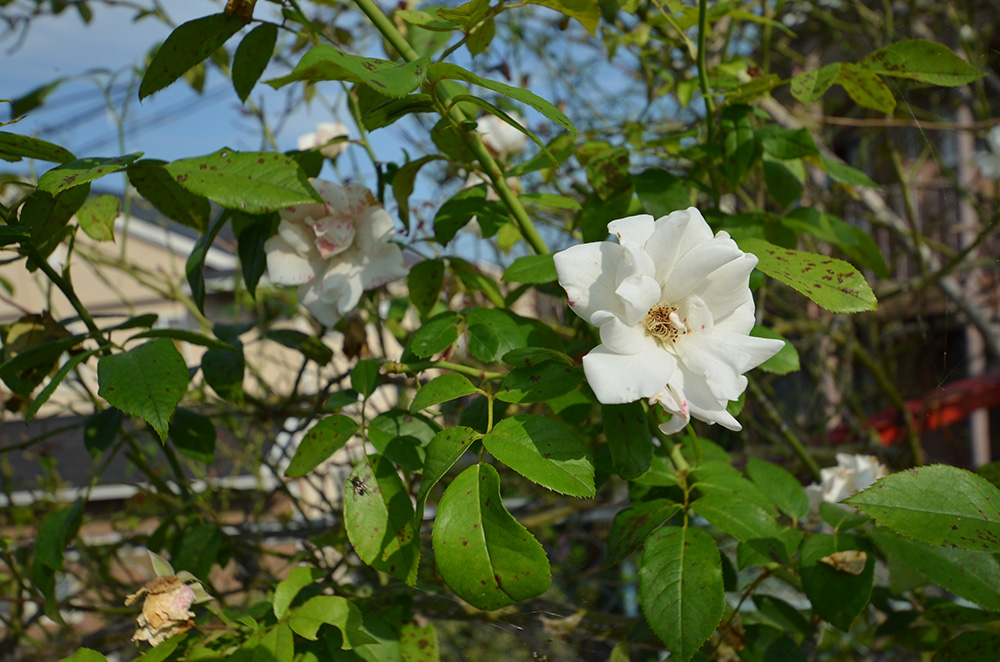 夏の様子